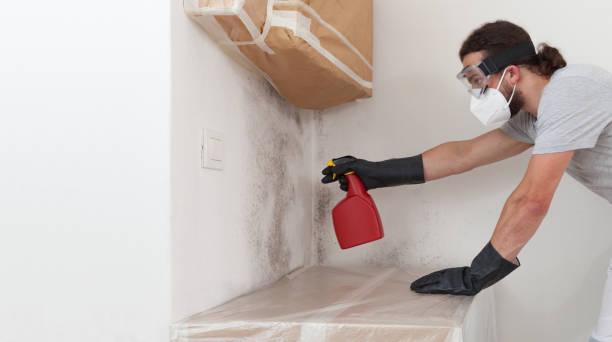 Professional Black Mold Removal technician working in Thorndale, PA